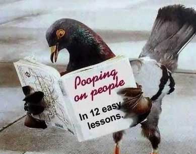 pooping pigeon